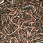  BESTBAIT 120 Canadian Nightcrawlers (4-6 inch.) Worms
