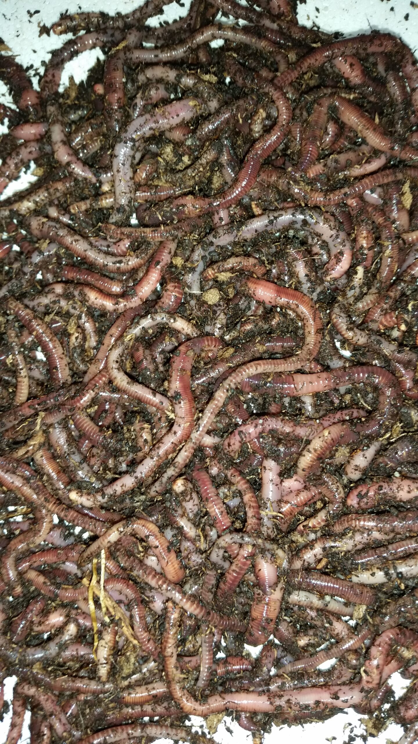  BESTBAIT 1 LB. European Nightcrawlers Approx. 250-300 Count  Composting Worms Fishing Worms : Pet Supplies