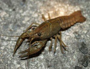 preserved crayfish, crawdads, mud bugs