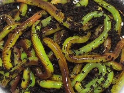 GREEN WORMS