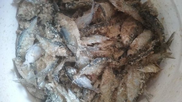 Frozen Shad Catfish Bait