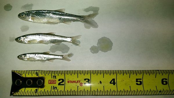 Preserved Emerald Shiners