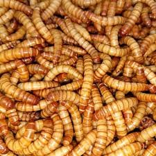 100 Count RED Giant MEALWORMS Fishing Bait 1-1.25 