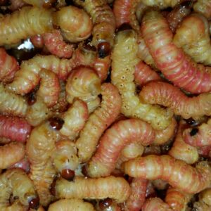 Zoos and Rehabs 250 Live Waxworms/Bee Moths Wholesale Best Bait for Fishing Reptile Food 