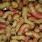 butter worm, butterworms for sale, Chilecomadia moorei