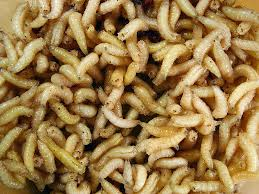 Premium Photo  Living red and white maggots live bait for fishing