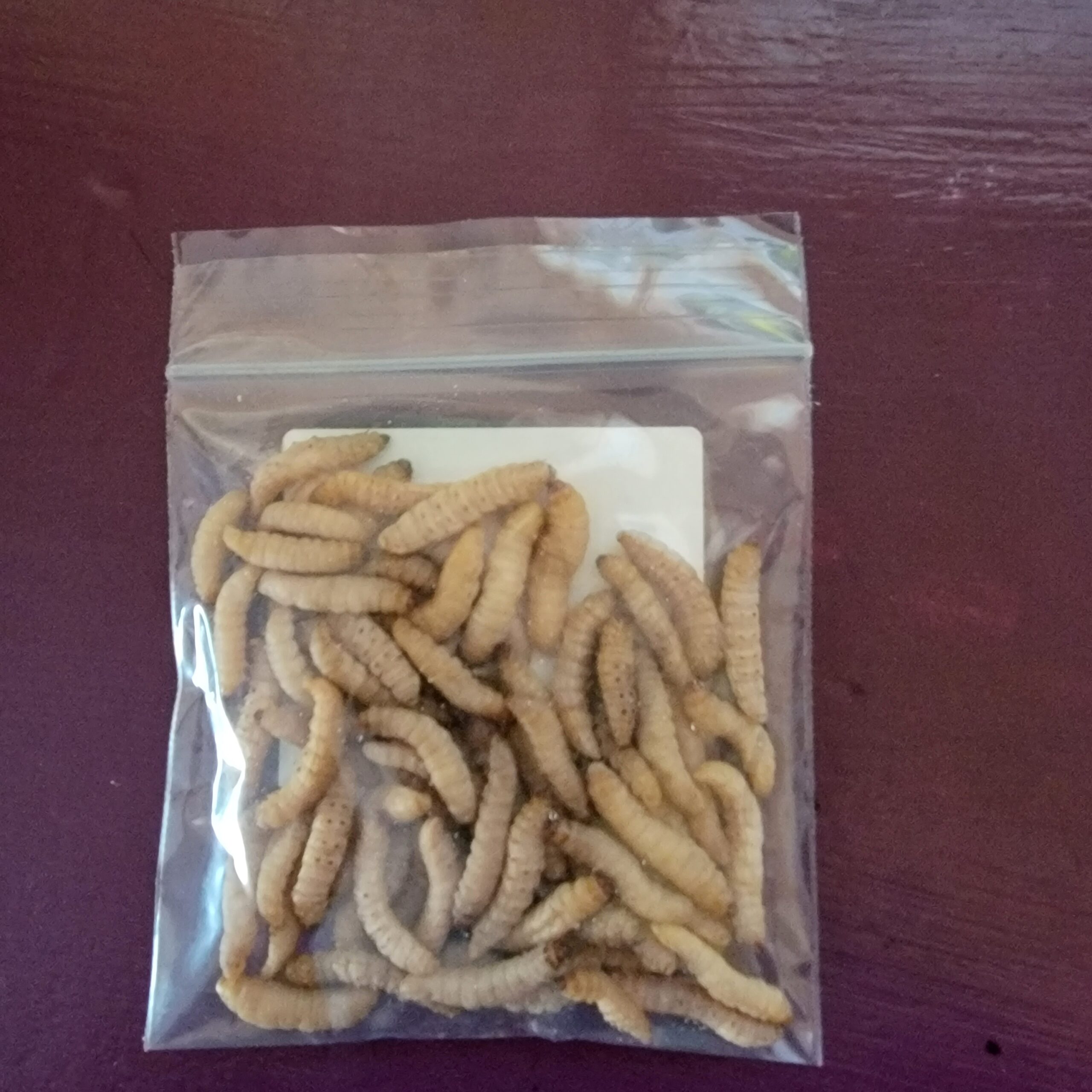 Preserved Waxworms- Fishing Bait 