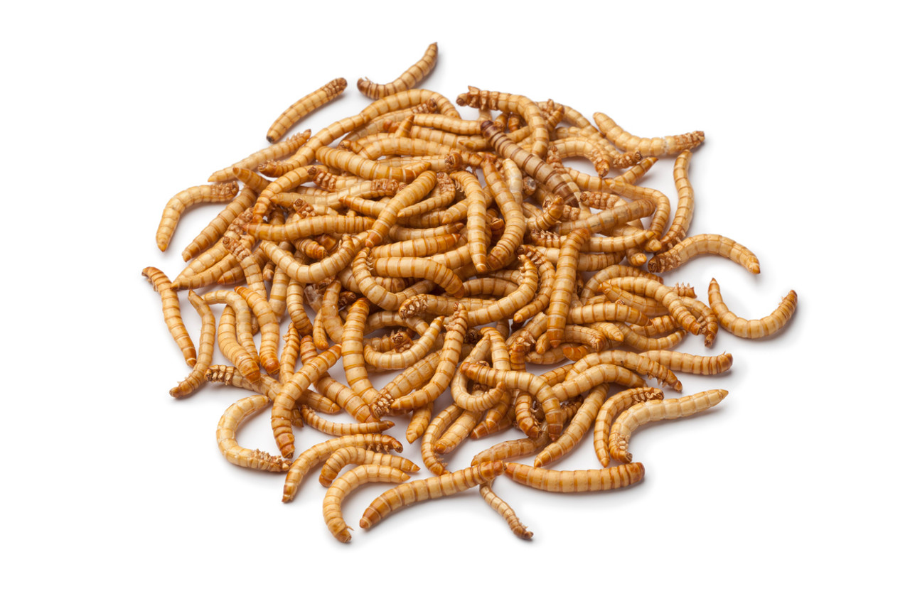 Bestbait Mealworms  100% Live Arrival Guaranteed