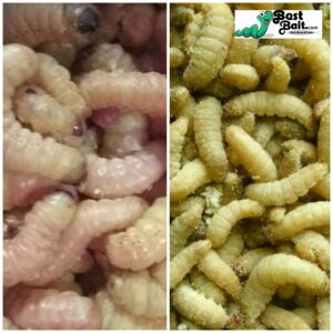 Jumbo Butterworm Waxworms  100% Live Arrival Guaranteed