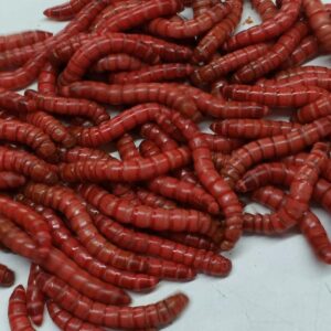 Giant Mealworms  100% Live Arrival Guarenteed